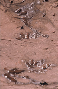 Ancient dinosaur footprints