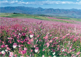 A field of cosmos flowers in the Maluti Mountains
